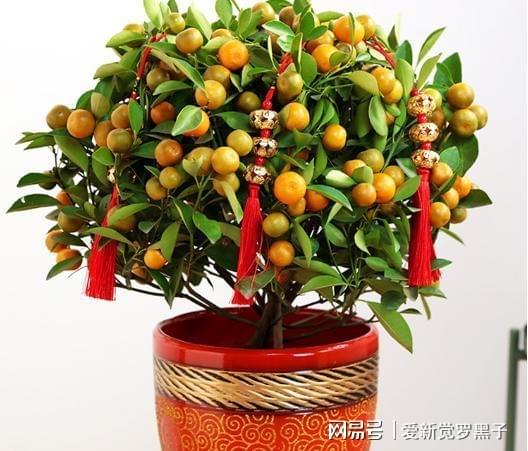 盆栽小金桔怎么养？光照和水分如何掌握