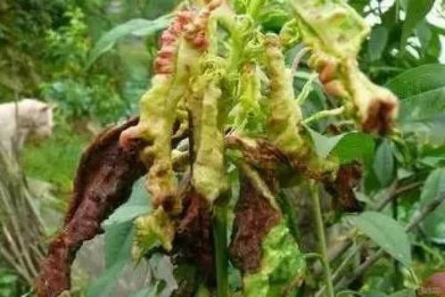 宁夏果树害虫的困扰