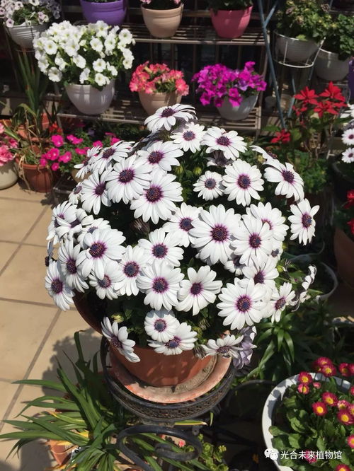 冬前种花的好处