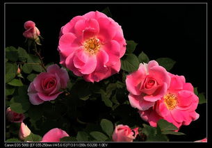 花影婆娑， 春意盎然