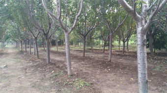 30年树龄的樱花树，它的价值不仅仅是树本身