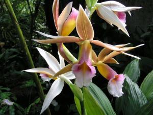 鹤顶兰病虫害防治策略