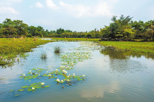 海南的气候特点与花卉种植