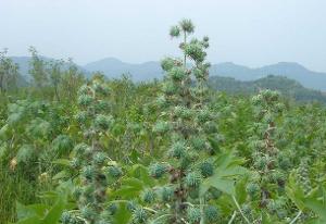 南方兄弟别急着乐