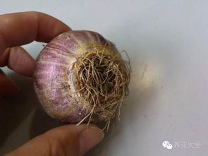 多菌灵的正确使用方法