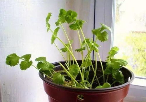 香菜专用肥，促花盆香菜粗壮生长