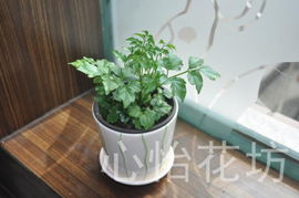 室内空气净化宝，盆栽来帮忙！