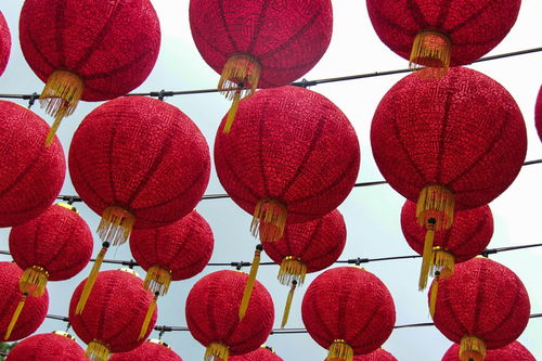 治疗玫瑰花红蜘蛛病的关键措施