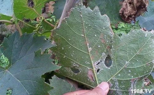 己唑醇的使用注意事项