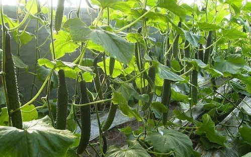 甲霜灵杀菌剂：作物病害的救星还是副作用的大户？