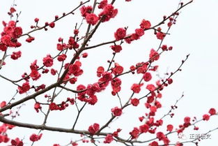 梅花夏季如何浇水施肥？施肥频率和水量如何掌握