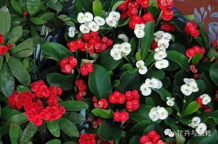 虎刺梅的阳光与水分大冒险