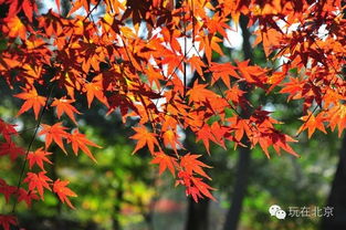 山红叶的等级划分