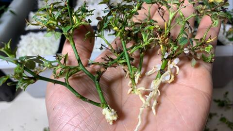 修剪方法，细节多注意