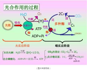 兰养殖核心：土壤、光照、水分如何调配
