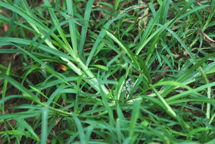 牛筋草的烦恼：如何有效去除？