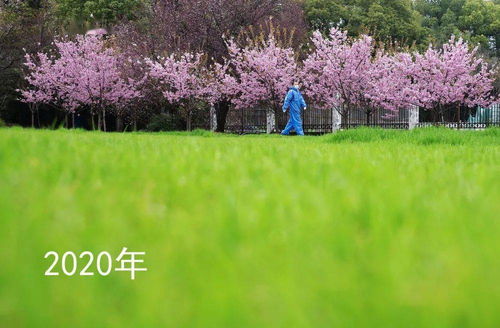 绿化带中花卉种类丰富多样