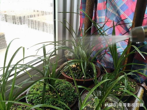 夏天高温兰花怎么浇水？避免水涝