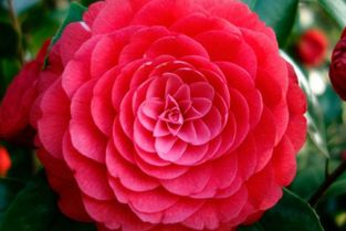 茶花的价格， 犹如天上的星星，繁多而神秘