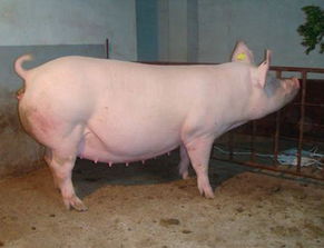 怀孕母猪每天应该吃多少饲料，才能保证其和胎儿的健康？