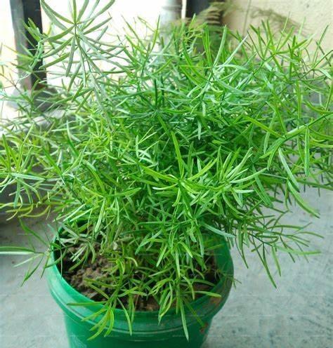 天门冬盆栽种植技巧：高效结果的养殖指南