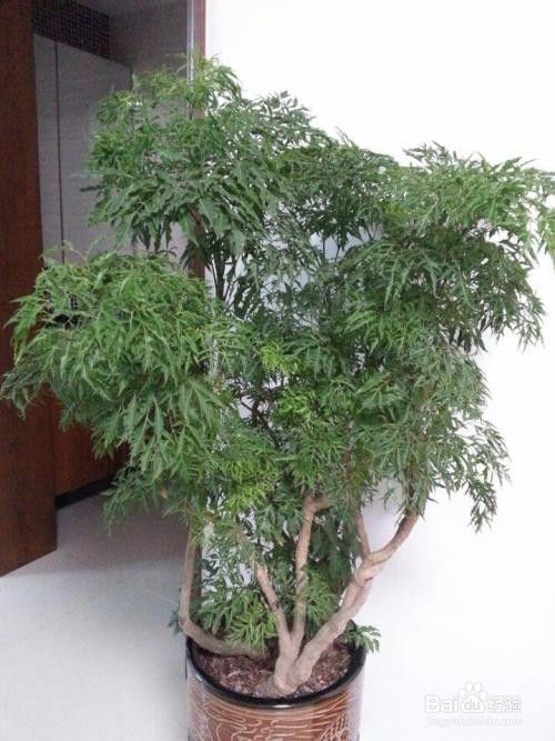 羽叶福禄桐品种独特，为什么这么贵