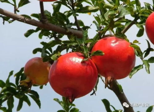 修剪视频大放送