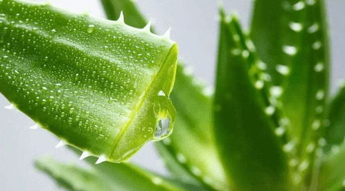 芦荟花语中蕴含着美丽人生的寓意，你能详细解释一下吗