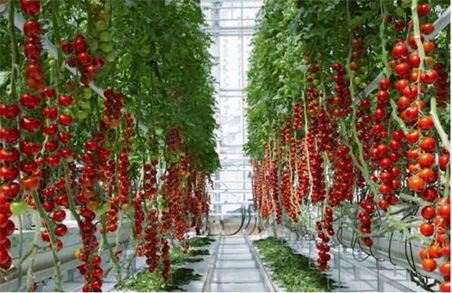 春天里的花花草草