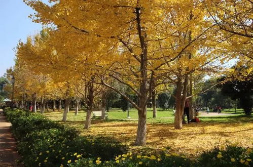 银杏树的独特之处