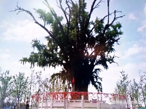 杨树外形挺拔，枝叶繁茂