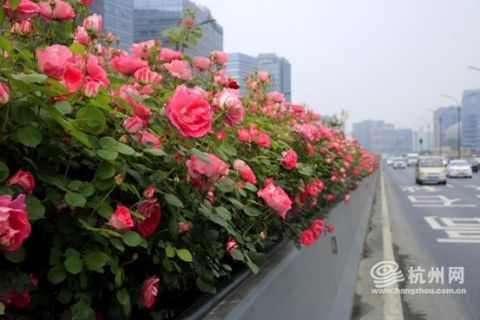 红从容：热情似火，蕞具代表性