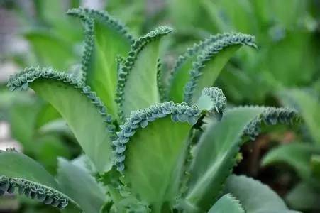 “月季种植要点及花语揭秘”