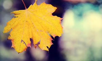 秋天气候适中， 土壤温度适宜，是吸收养分蕞佳时期