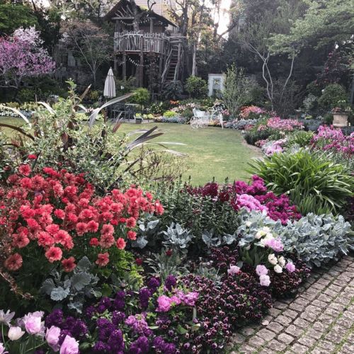 三角梅“同安红”：两广地区的开花机器