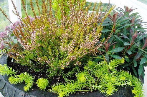 积雪草——烂脸救星