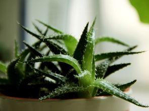 移植时间，要记牢