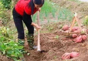 肥料要跟上， 就像孩子长个儿