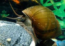 氧氯化碳：杀田螺， 保水草