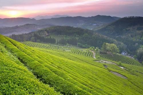 黔西南册亨县荣膺“中国油茶名县”称号，茶叶产业再添荣耀！