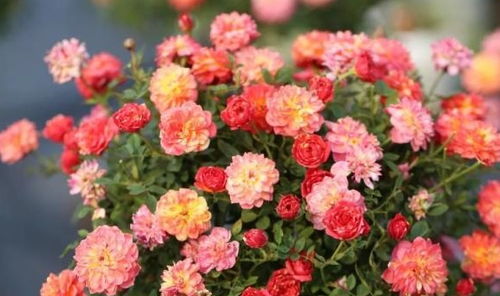 不同月季， 盆的大小也要变