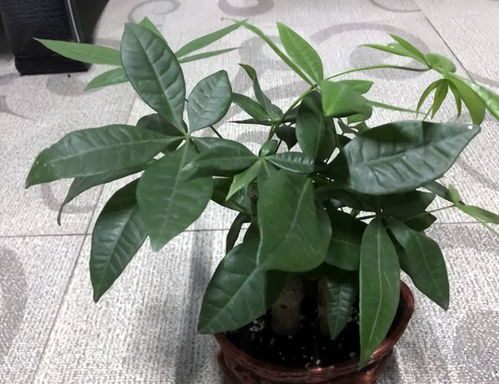 平安树的价格与购买