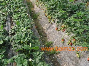 灭草隆：价格贵， 使用复杂，但效果持久