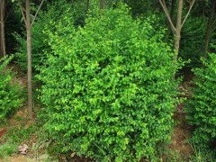 花朵的“秘密”