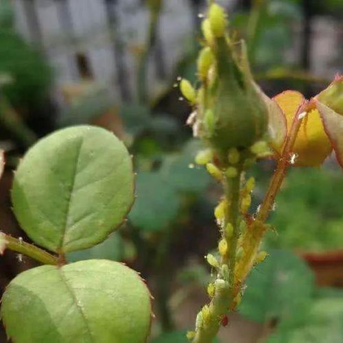 月季初春病害防治教程，初春守护月季的秘密武器！