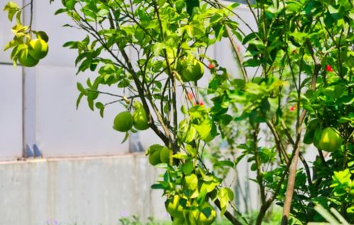 三、 让挂果期提前的修剪术