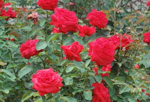 大花月季， 四季开花，颜色艳丽