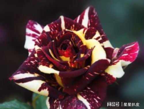 月季病虫害防治，你真的懂吗？
