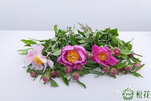 拍摄芍药花技巧