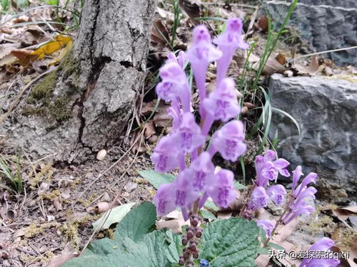 紫色绣球的美好寓意